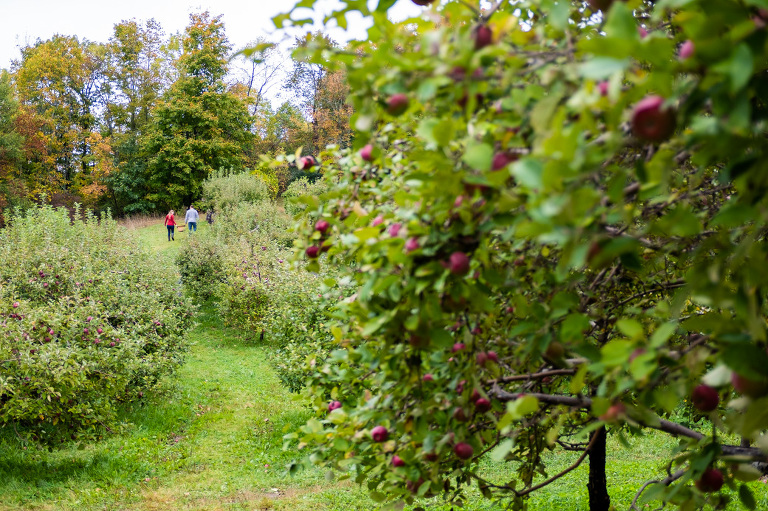 waddell_orchard_engagement_fall_autumn_laughter_fun_kingston_wedding_photographer_rob_whelan-1